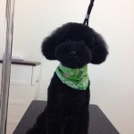 プードル　ボノ君２６７